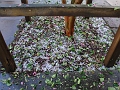 DSC00619