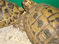 Dsc03518
