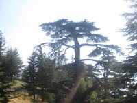 IMG 0620